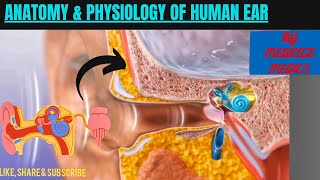 Anatomy amp Physiology of Ear  Working of Human Ear  Medical Animation [upl. by Llyrad]