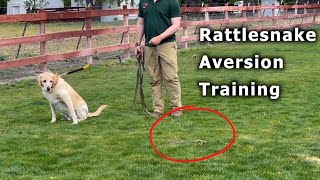 SNAKE How you can keep your dogs safe  Rattlesnake Aversion Training [upl. by Parette]