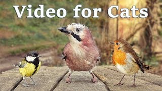 Videos for Cats to Watch  8 Hour Birds Bonanza  Cat TV Bird Watch [upl. by Mahda784]