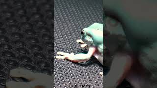 Green Tree Frog eating [upl. by Teresina881]