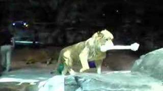 MGM Grand Hotel amp Casino Las Vegas Lion Habitat [upl. by Airdnahs]