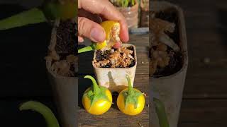 Grow Yellow Tomatoes from Seed Easy Seedling Tips plants garden gardening diy gardeningtips [upl. by Notseh]