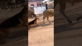 German shephard ki harkato se paresan hokar maza chakhaya countrytellers [upl. by Hobbs922]