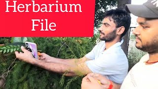 plant 🌿 collection to herbarium prepare herbarium file DG practical ayurveda [upl. by Duer]