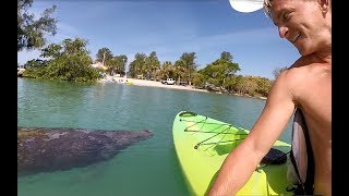 Kayaking in Venice Florida with a Manatee at Jetty Rentals [upl. by Wait521]