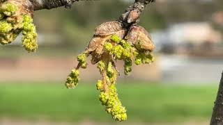 Sessile oak  buds amp young male flowers  catkins  March 2024 [upl. by Amimej]