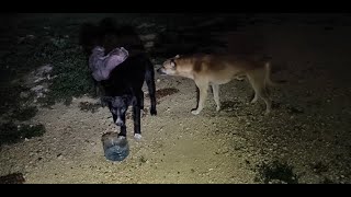 Comida a perros de la calle  Ayudemos todos [upl. by Sutsuj]