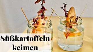 Süßkartoffel pflanzen zu Hause vorziehen im Glas 🌱 DIY Anleitung [upl. by Eckardt]