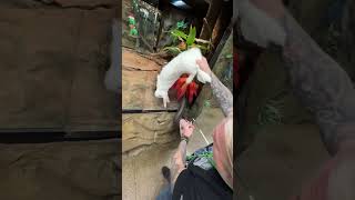 Feeding 2 Anacondas At 1 Time snake [upl. by Orvas]