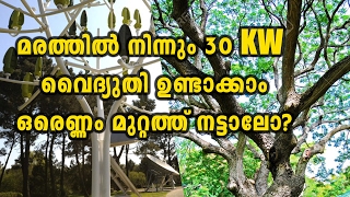 Power Producing Tree  Oneindia Malayalam [upl. by Yenrab]