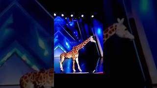 Americas Got Talent Giraffe 🦒 Magic😱😨  Duo SchumacherAGTamericagottalentmagic [upl. by Mendes]