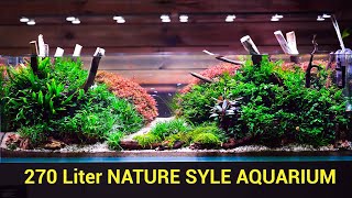 720 Liter Nature Style Aquarium [upl. by Bassett634]