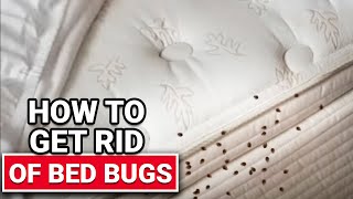 How To Get Rid of Bed Bugs  Ace Hardware [upl. by Lavelle]