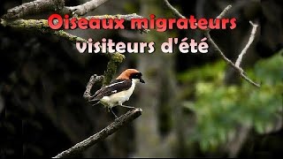 OISEAUX MIGRATEURS VISITEURS dETE en FRANCE [upl. by Ateiluj]