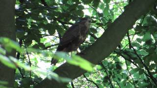 Vroege Vogels  Krijsende buizerd [upl. by Enahsal]