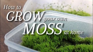 2 Ways to Grow your own Moss at Home [upl. by Gatian]