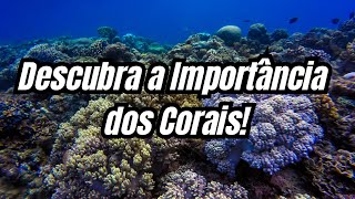 quotDescubra a Importância dos Corais Vida Marinha Proteção Costeira e Sustentabilidadequot [upl. by Nudd]