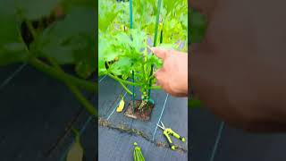 Growing zucchini vertically  quick Harvest amp Growing Tips  zucchini viral squash [upl. by Arolf615]