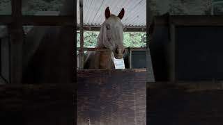 I Was 20 Minutes Late For Breakfast horses farm country life impatient [upl. by Erhart340]