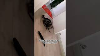 Cats vs Cucumbers Why Are They So Scared catcatandcucumber shortvideo felineinsights [upl. by Annadal]