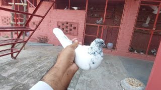 New Home Breed 36 No Kabootar  Hashim Mahmood Pigeons [upl. by Moorefield]