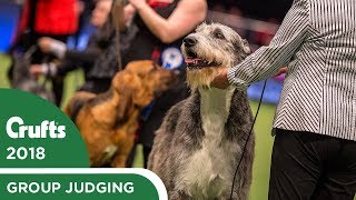 Vulnerable Breeds Competition  Crufts 2018 [upl. by Kerry370]