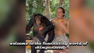 The Intelligent Chimpanzee Uses tools solves puzzles [upl. by Matthaeus]