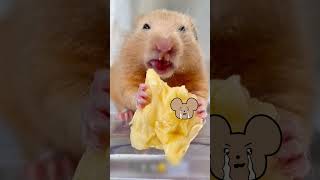 This hamster has maxiumum rizz [upl. by Ribak]