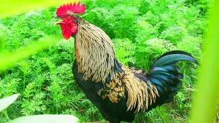 Amazing Rooster Crowing Compilation Plus 2024 Rooster sound effect video [upl. by Enrico]