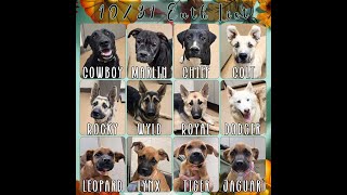 10 31 2024 HIGH KILL DEADLY APPLE VALLEY ANIMAL SHELTER 25 KILLED ANOTHER 25 TO B SLAUGHTERED [upl. by Blandina162]