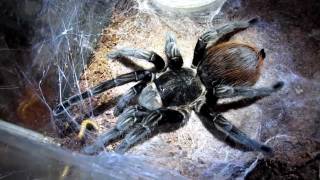 Brachypelma Vagans eating mealworms [upl. by Batha766]