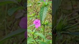 Barleria cristata  Traditional favorite of Desi Gardens [upl. by Joub]