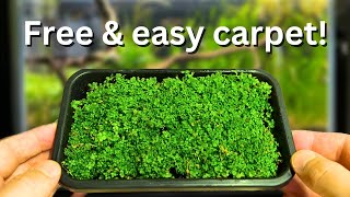 Free carpeting plants How to propagate your aquarium carpet step by step [upl. by Bolling]