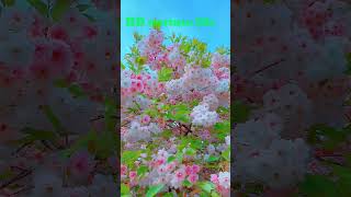 HD nurture life P 11old songs phool kali chand music by nasim biswas childhoodsongs [upl. by Rramal]