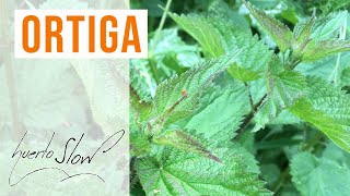 Ortiga Urtica dioica [upl. by Rosalba]