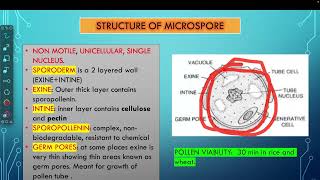 microsporogenesis  Structure of microsporeStructure of pollen grain [upl. by Kcyrred399]