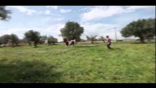 ΑΛΟΓΑ ΓΚΟΣΔΗΣ American Saddlebred Gkosdis Horses  Άλογο [upl. by Palermo115]