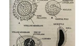 TYPES OF EGGS MICROLECITHAL OR ALECITHAL MESOLECITHAL POLYLECITHAL OR MACROLECITHAL [upl. by Refinnaj]