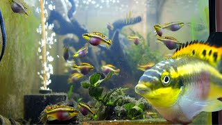 Colourful Kribensis Cichlid Aquarium Watch their behaviour [upl. by Nihsfa]