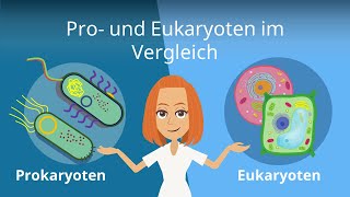 Prokaryoten und Eukaryoten im Vergleich  Studyflix [upl. by Zilef134]