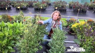 GewürzKräutergarten  Blumenkästen für den Balkon  Teil 2 gartenHELDEN 146 [upl. by Imef]