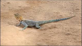 Red headed Rock Agama enjoy the warm environment at Thwake Multipurpose Dam [upl. by Seabrook]