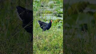 Moorhen bird ❤❤ song music love wildlifephotography shorts short viewfindersnap birds [upl. by Noella]