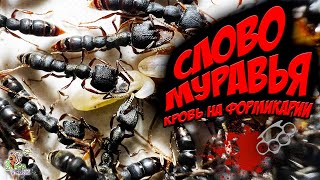 СЛОВО МУРАВЬЯ кровь на формикарии ● Stigmatomma reclinatum ● Обзор [upl. by Nosnek311]