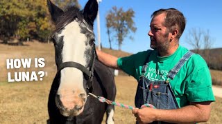 Lunas First Week  Rehabbing A Clydesdale Horse From Severe ThrushCanker [upl. by Anayek]