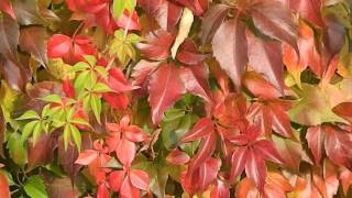 Parthenocissus quinquefolia Engelmannii [upl. by Bumgardner292]