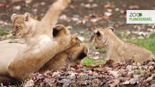 Tweeling Aziatische leeuwenwelpjes piepen voor het eerst buiten in ZOO Planckendael [upl. by Apple]