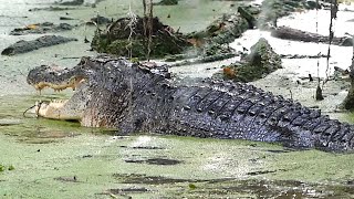 Shocking Alligator Compilation  Gator Fight Death of a Gator and More [upl. by Ahsatal]