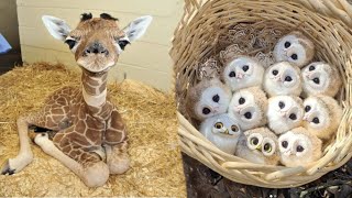 AWW Animals SOO Cute Cute baby animals Videos Compilation cute moment of the animals 7 [upl. by Ddene]