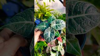 Alocasia🌹🌹 alocasiablackvelvet shortsvideo garden [upl. by Olaznog]